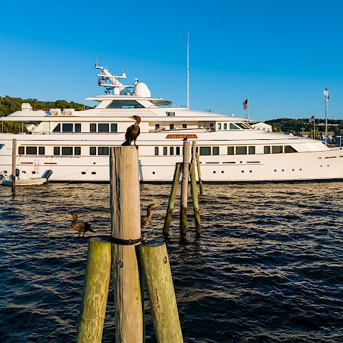 A large white yacht is docked at a marina with birds perched on wooden posts in the foreground, and a shoreline with trees is visible in the background.