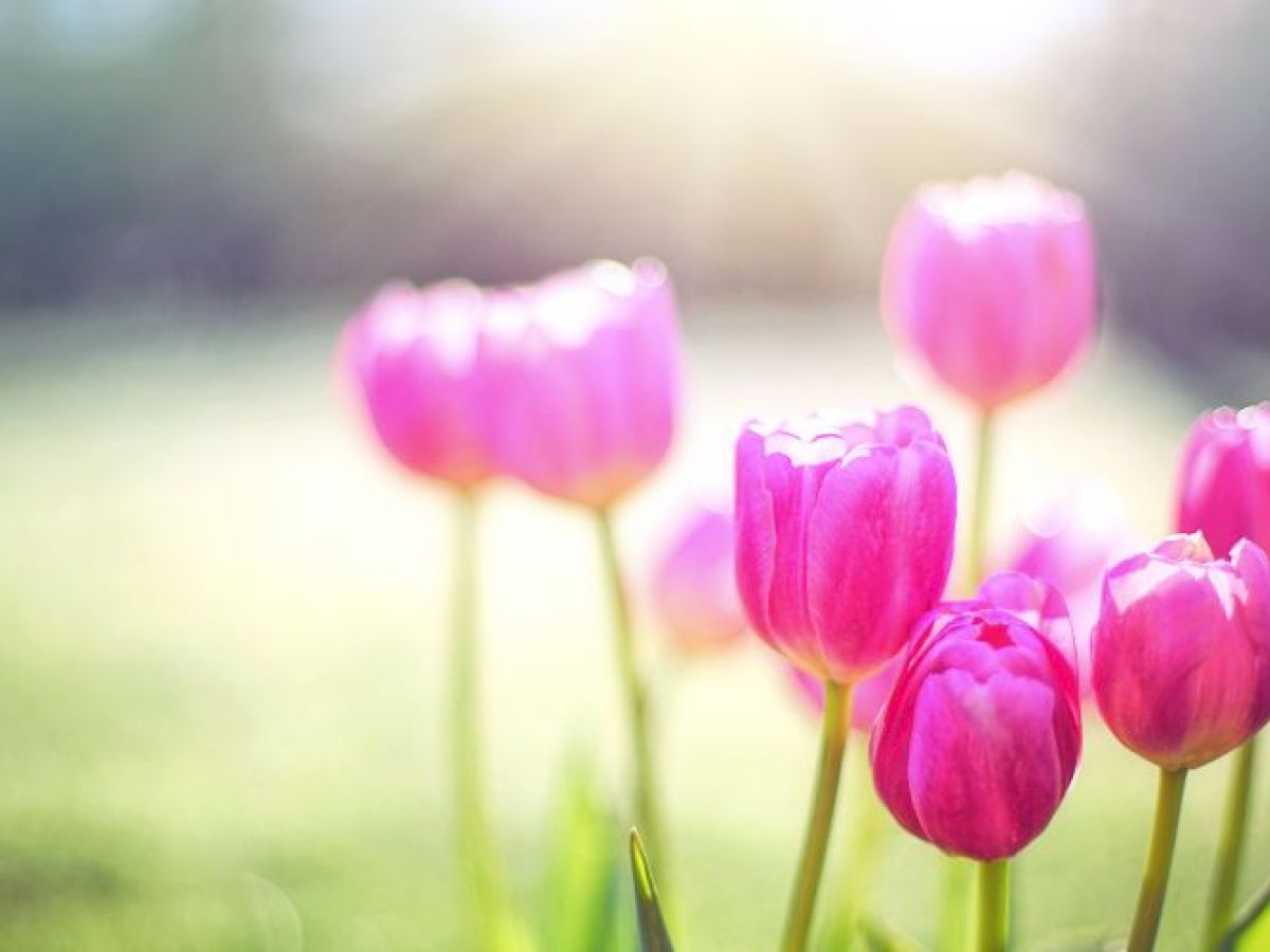 A cluster of vibrant pink tulips basking in sunlight with a blurred green background completes the serene scene.