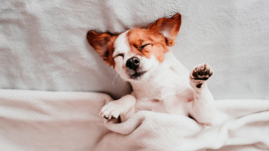 A small dog with brown and white fur is lying on a bed with a blanket, looking relaxed and content with its eyes closed and paw raised.