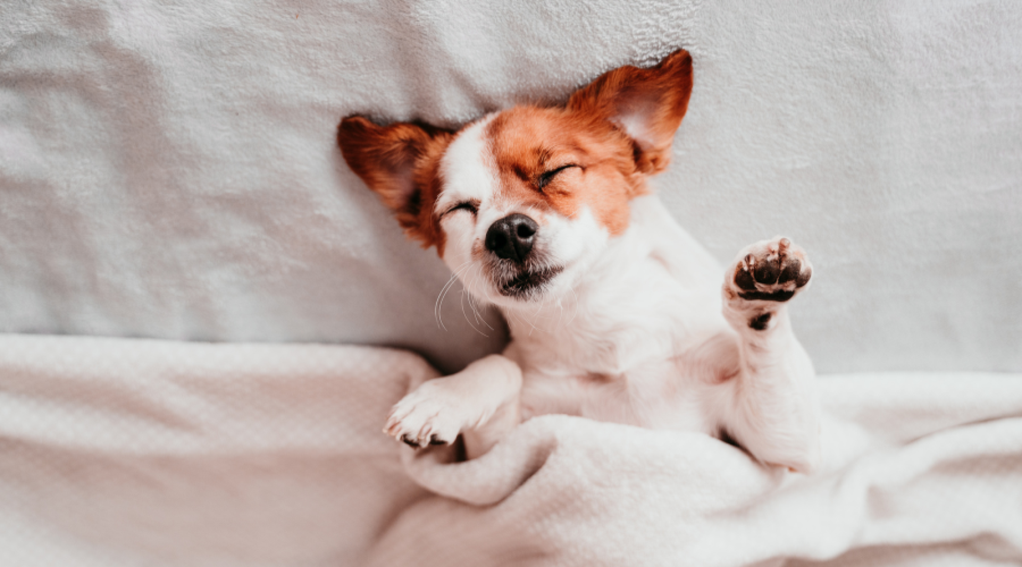 A small dog with brown and white fur is lying on a bed with a blanket, looking relaxed and content with its eyes closed and paw raised.