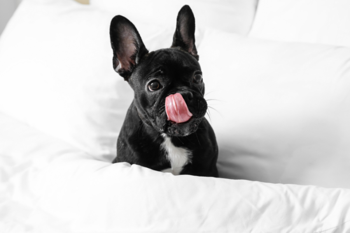 A black French Bulldog is sitting on a white bed, licking its lips with its tongue out, looking towards the camera.