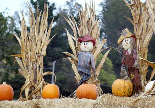 Scarecrows stand among cornstalks and pumpkins on hay bales, creating a festive, autumn-themed scene.