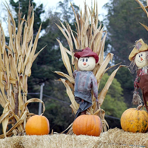 Scarecrows stand among cornstalks and pumpkins on hay bales, creating a festive, autumn-themed scene.