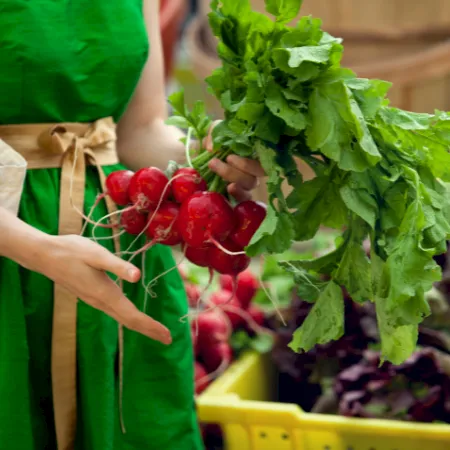 Person in green apron holds bright red radishes with greens at a market, basket and vegetables in background.